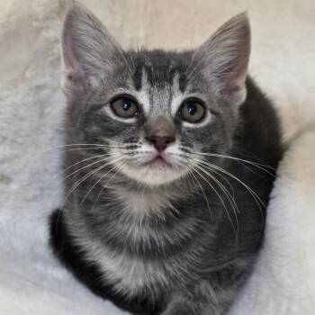 Domestic Short Hair Cats Available for Adoption in Huntington Beach, California - Chloe | PetCurious