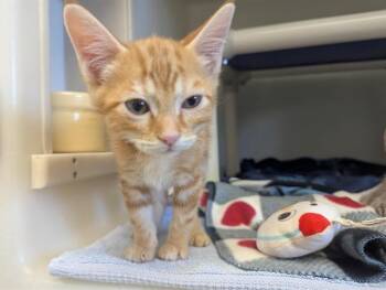 Domestic Short Hair Cats Available for Adoption in Salinas, California - GARFIELD | PetCurious
