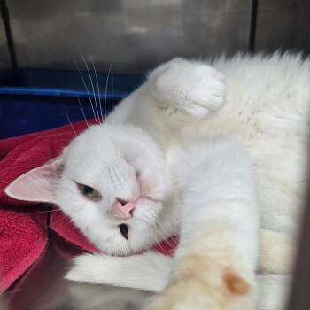 CASPER -  Domestic Short Hair Cat for Adoption in Corydon, Indiana - CASPER | PetCurious