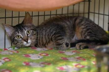 Rescue Domestic Short Hair Cats for Adoption in Baton Rouge, Louisiana - Daisy | PetCurious