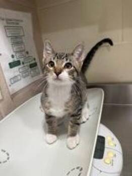 Doodle Bones -  Domestic Short Hair Cat for Adoption in Manitowoc, Wisconsin - Doodle Bones | PetCurious