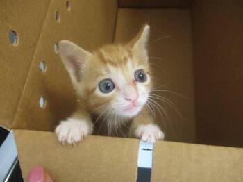 LUKA -  Domestic Short Hair Cat for Adoption in Ocala, Florida - LUKA | PetCurious