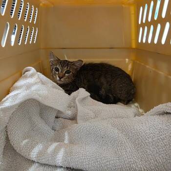 Auburn -  Domestic Short Hair Cat for Adoption in Chattanooga, Tennessee - Auburn | PetCurious