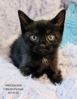 Domestic Short Hair Cats Available for Adoption - Firecracker | PetCurious
