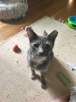 Rescue Domestic Short Hair Cats for Adoption in Nashville, Tennessee - Gloria | PetCurious