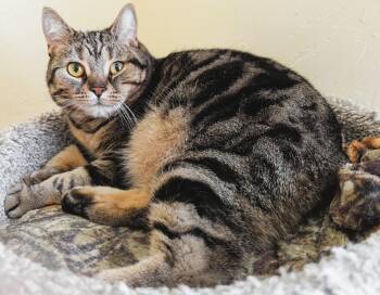 Manx Cats Available for Adoption - MILADY | PetCurious