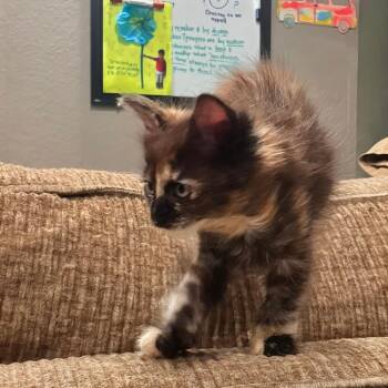 Rosemary -  Domestic Medium Hair Cat for Adoption in Brea, California - Rosemary | PetCurious