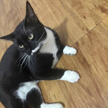 Minnie -  Domestic Short Hair Cat for Adoption in Fort Collins, Colorado - Minnie | PetCurious