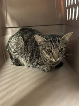 Rescue Domestic Short Hair Cats for Adoption in Stockton, California - SPIDER | PetCurious