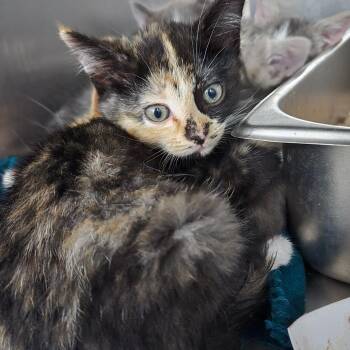 Mousse -  Domestic Short Hair Cat for Adoption in Idaho Falls, Idaho - Mousse | PetCurious