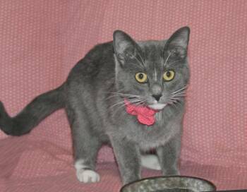 Rescue Domestic Short Hair and Tuxedo Cats for Adoption in Victoria, Minnesota - Lulu | PetCurious