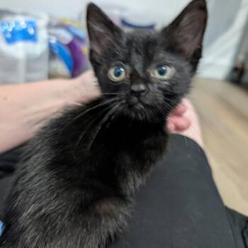 Goblin -  American Shorthair Cat for Adoption in Spring Hill, Kansas - Goblin | PetCurious