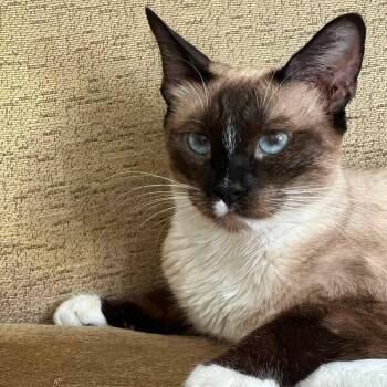 Helena -  Siamese and Domestic Short Hair Cat for Adoption in San Tan Valley, Arizona - Helena | PetCurious