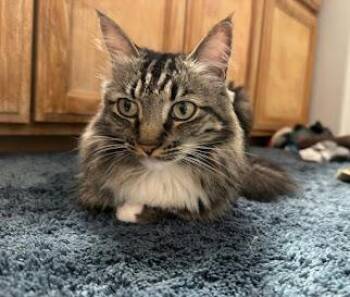 Rescue Domestic Long Hair Cats for Adoption in Beaverton, Oregon - Ivy | PetCurious