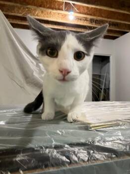 Hank -  Domestic Short Hair Cat for Adoption in Yorktown, Indiana - Hank | PetCurious
