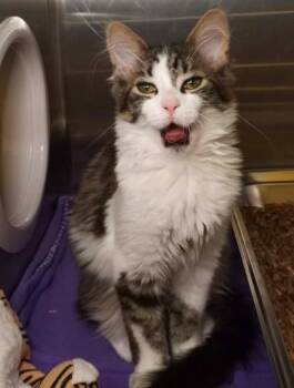 Luna -  Domestic Medium Hair Cat for Adoption in Waupaca, Wisconsin - Luna | PetCurious