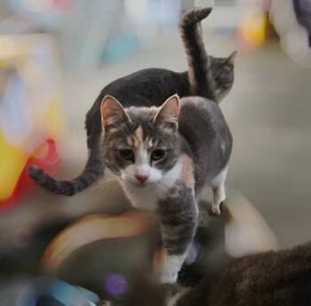 Domestic Short Hair Cats Available for Adoption in Warren, Ohio - Missy Bonded With Shadow  | PetCurious