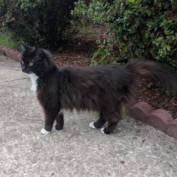 Bubbles -  Domestic Long Hair Cat for Adoption in Greensboro, North Carolina - Bubbles | PetCurious