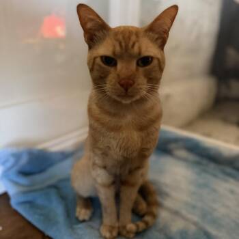 Erik -  Domestic Short Hair Cat for Adoption in Brea, California - Erik | PetCurious
