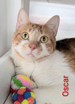 Oscar -  Domestic Short Hair Cat for Adoption in Flint, Michigan - Oscar | PetCurious