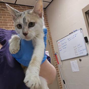 Mama -  Domestic Short Hair Cat for Adoption in Birmingham, Alabama - Mama | PetCurious