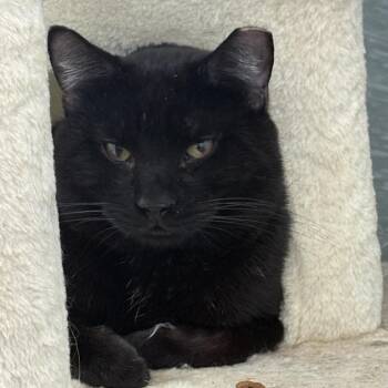 Domestic Short Hair Cats Available for Adoption in Middletown, Rhode Island - Bran | PetCurious