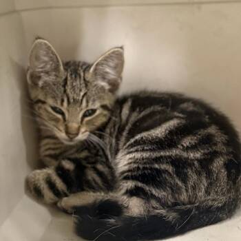 Crackly-C -  Domestic Short Hair Cat for Adoption in East St. Louis, Illinois - Crackly-C | PetCurious