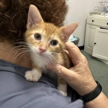 Bitsy -  Domestic Short Hair Cat for Adoption in Clearwater, Florida - Bitsy | PetCurious