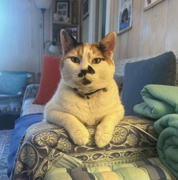 Daisy -  Domestic Short Hair Cat for Adoption in Queenstown, Maryland - Daisy | PetCurious