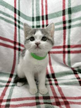 Turkish Van and Domestic Short Hair Cats Available for Adoption - Pride | PetCurious