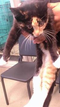 A476777 -  Domestic Short Hair Cat for Adoption in Oklahoma City, Oklahoma - A476777 | PetCurious