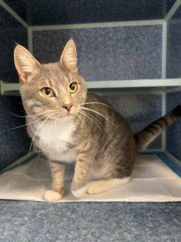 Rescue Domestic Short Hair Cats for Adoption in Vacaville, California - Pelle | PetCurious