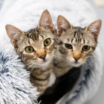 Domestic Short Hair Cats Available for Adoption in Hopkinton, Massachusetts - Montague | PetCurious