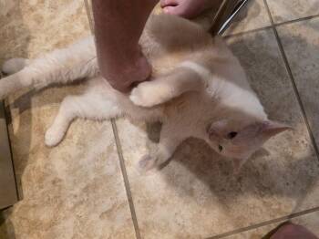 Sugar 8 -  Siamese Cat for Adoption in Austin, Texas - Sugar 8 | PetCurious