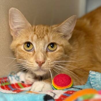 Rescue Domestic Short Hair Cats for Adoption in Cumming, Georgia - Ellison | PetCurious