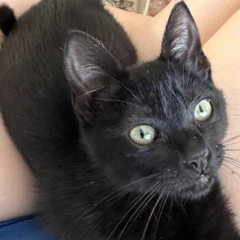 Domestic Short Hair Cats Available for Adoption in Washougal, Washington - Carpurretor | PetCurious