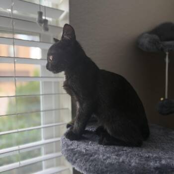 Sunday -  Domestic Short Hair Cat for Adoption in Prosper, Texas - Sunday | PetCurious