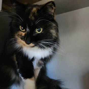 Rescue Domestic Long Hair Cats for Adoption in Dixon, Illinois - Waffles | PetCurious