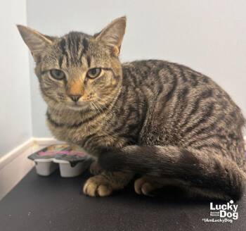 Yuna -  Domestic Short Hair Cat for Adoption in Washington, District Of Columbia - Yuna | PetCurious