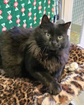 Domestic Medium Hair Cats Available for Adoption in Vancouver, Washington - Missy | PetCurious