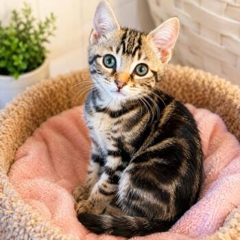 Simon -  Domestic Short Hair Cat for Adoption in Tustin, California - Simon | PetCurious