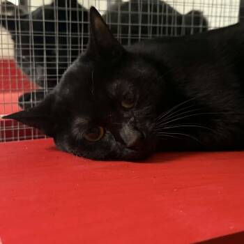 Domestic Short Hair Cats Available for Adoption - Asia | PetCurious