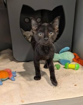 ANT -  Domestic Short Hair Cat for Adoption in Leesburg, Virginia - ANT | PetCurious