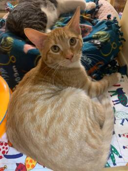 Loki Loe -  Domestic Short Hair and Tabby Cat for Adoption in San Jose, California - Loki Loe | PetCurious