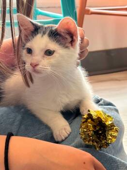 Rescue Domestic Short Hair Cats for Adoption - Newton | PetCurious