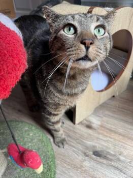 Big Boy -  Domestic Short Hair Cat Available for Adoption - Big Boy | PetCurious