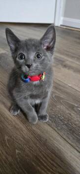 Domestic Short Hair Cats Available for Adoption in Greenbelt, Maryland - Amstel | PetCurious