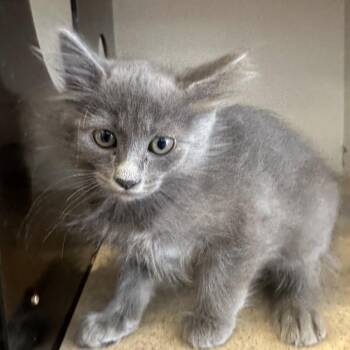 Emperor Goose -  Domestic Medium Hair Cat for Adoption in Park City, Utah - Emperor Goose | PetCurious