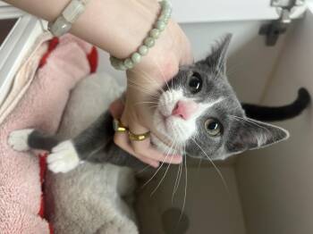 Leena -  Domestic Short Hair Cat Available for Adoption in Reisterstown, Maryland - Leena | PetCurious