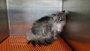 CANDY -  Domestic Short Hair Cat for Adoption in Aurora, Illinois - CANDY | PetCurious